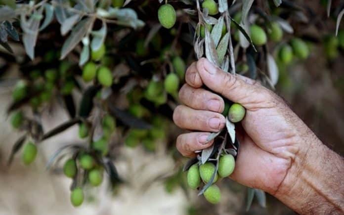olive tree morocco